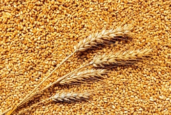 О мерах государственной поддержки на производство и реализацию зерновых культур